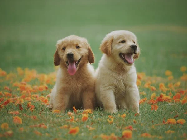 Dog Training