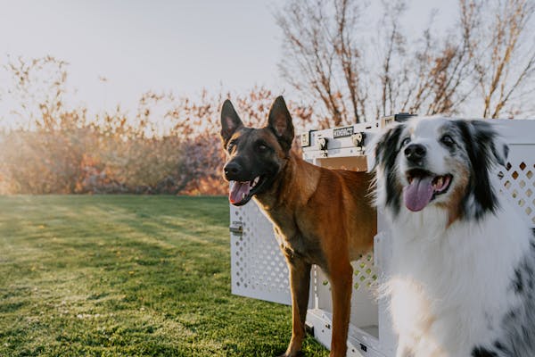 Dog Training