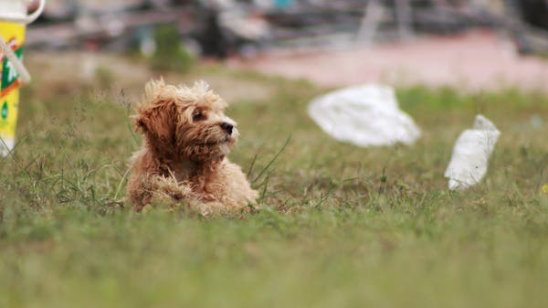 Dog Training